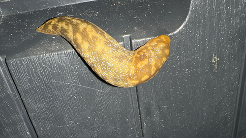 Limacus maculatus, 2026-09-23