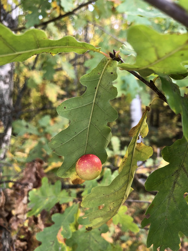 Cherry Gall Wasp