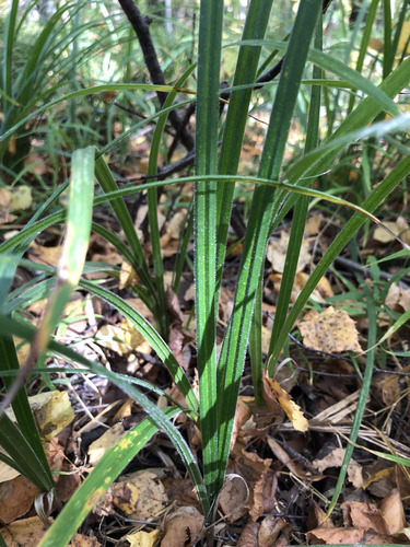 Hairy Sedge