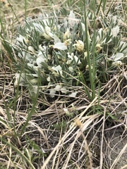 Astragalus gilviflorus