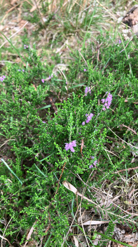 common heather