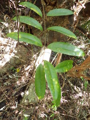 Anodendron benthamianum