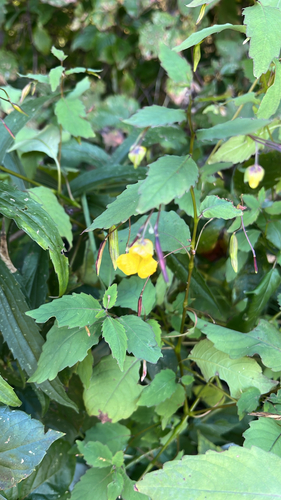 pale jewelweed