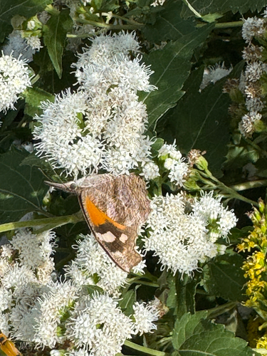 American Snout