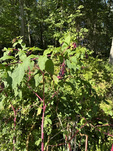American pokeweed