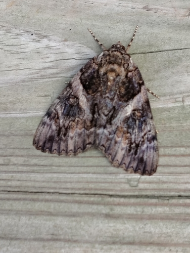 Penitent Underwing