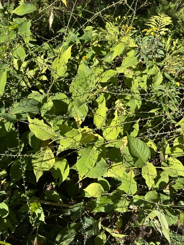 American jumpseed