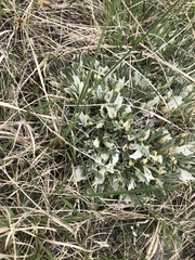 Astragalus gilviflorus