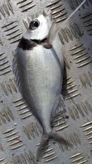 Nemadactylus macropterus