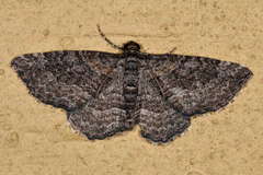 Chrysolarentia squamulata