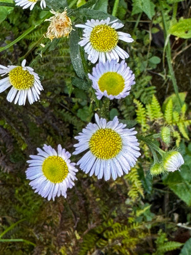 Erigeron pulchellus, photograph 4