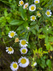 Erigeron pulchellus, photograph (c) The Earthmonk Journal, some rights reserved (CC BY)
