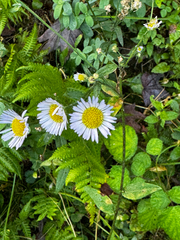 Erigeron pulchellus, photograph (c) The Earthmonk Journal, some rights reserved (CC BY)