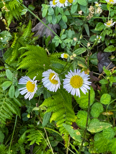 Erigeron pulchellus, photograph 1