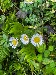 Erigeron pulchellus