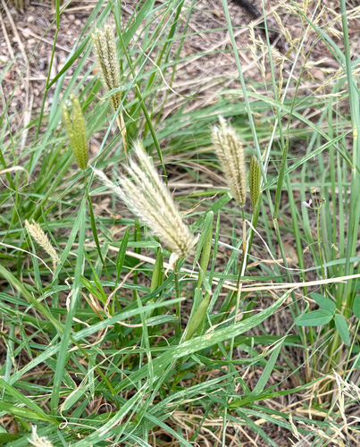 feather finger grass
