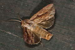 Persectania dyscrita