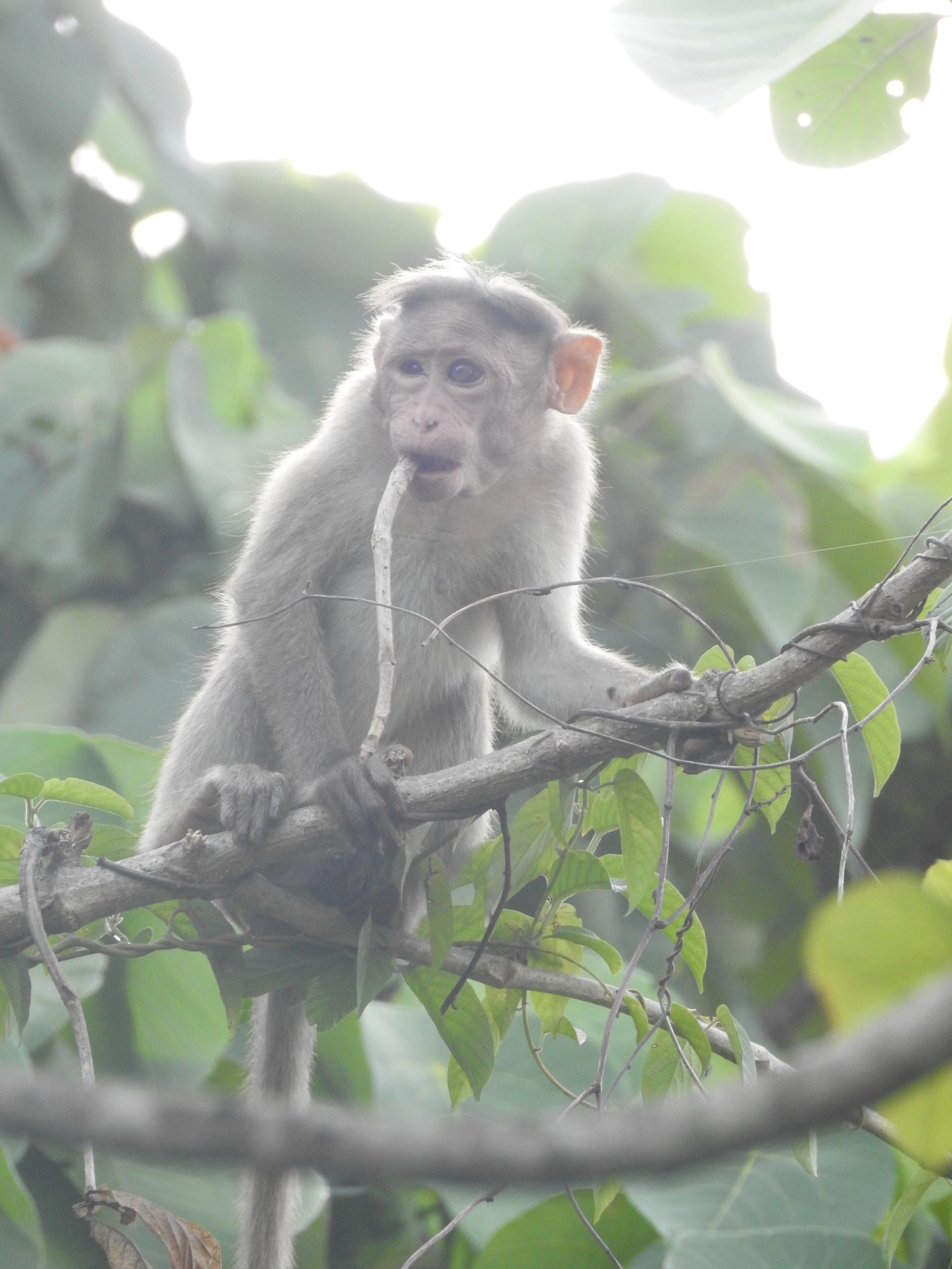 Bonnet macaque