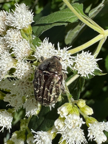 Dark Flower Scarab