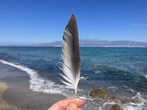 Plume de Puffin de Scopoli