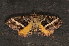 Chrysolarentia vicissata