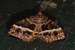 Chrysolarentia vicissata