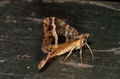 Chrysolarentia vicissata