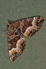 Chrysolarentia lucidulata