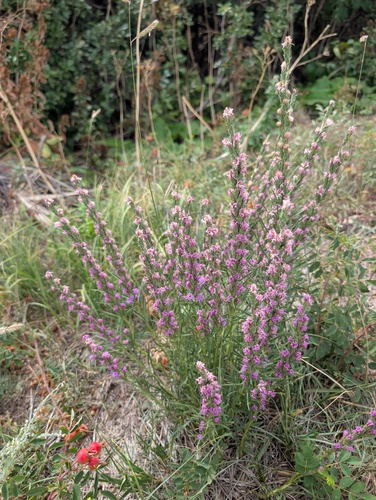 Liatris punctata, photograph 4