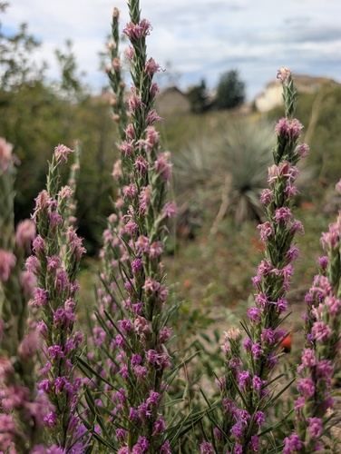 Liatris punctata, photograph 5