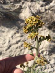 Eriogonum alatum