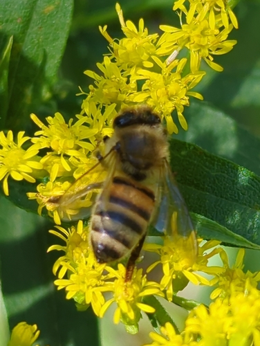 Western Honey Bee
