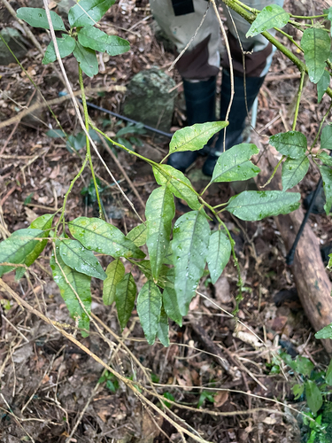 Monococcus echinophorus observed 2026-06-29
