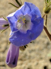 Phacelia campanularia vasiformis