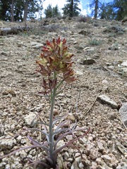 Fritillaria pinetorum