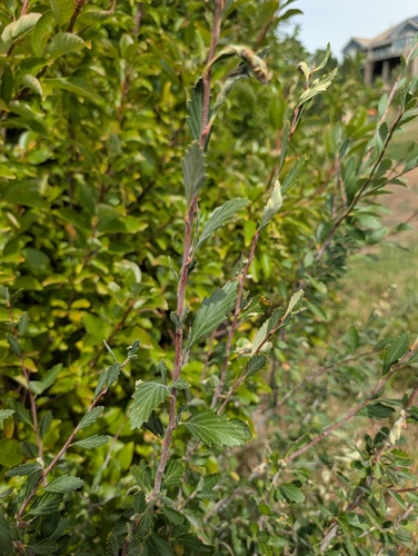 Cercocarpus montanus