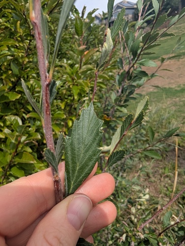 Cercocarpus montanus, photograph 2