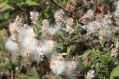 Salix repens