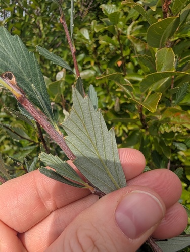 Cercocarpus montanus, photograph 3
