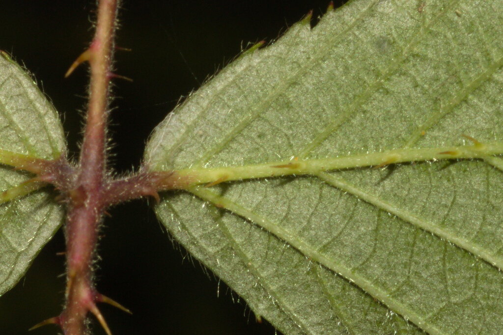 Rubus radula; photograph (c) Bobo-X, some rights reserved (CC BY)