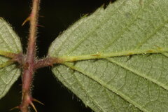 Rubus radula