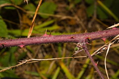 (c) Bobo-X, some rights reserved (CC BY) Rubus radula, photograph (c) Bobo-X, some rights reserved (CC BY)