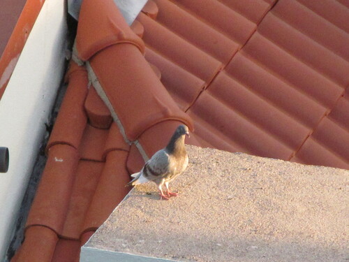 Paloma bravía (Columba livia)