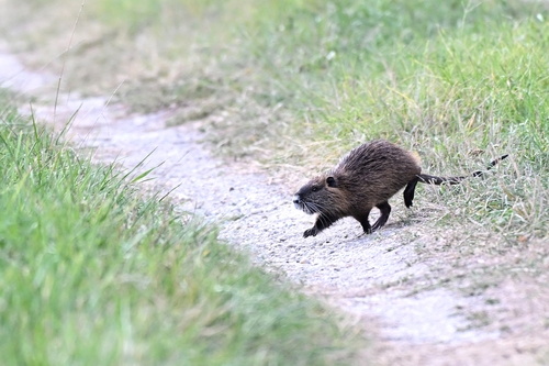 Coypu