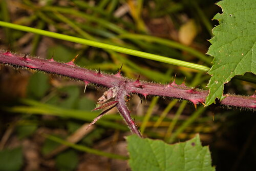 Rubus radula, photograph 2