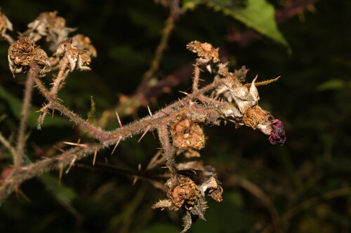 Rubus radula, photograph 3