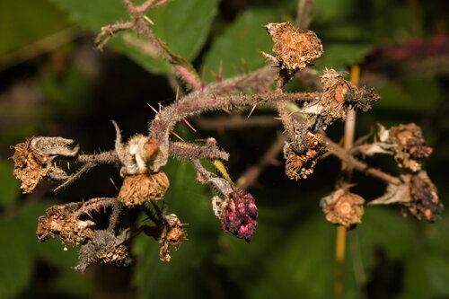 Rubus radula, photograph 4