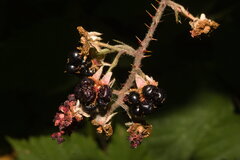 (c) Bobo-X, some rights reserved (CC BY) Rubus radula, photograph (c) Bobo-X, some rights reserved (CC BY)