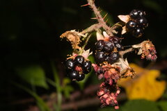Rubus radula, photograph (c) Bobo-X, some rights reserved (CC BY)