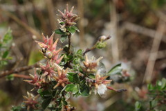 Salix repens